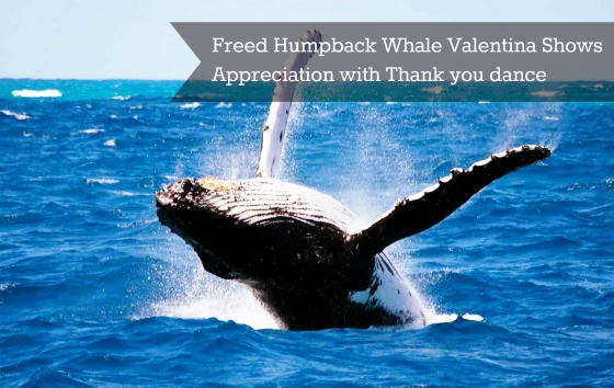 Valentina the Young Humpback Whale Thanked Her Rescuers with a Splashy Thank You Dance via wildlife virals
